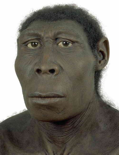 Homo rudolfensis Человек Восточная Африка, 2 миллиона лет назад