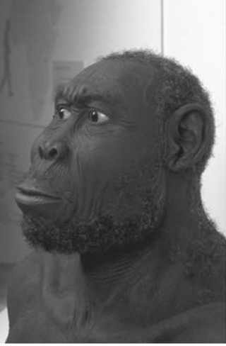 Homo erectus Человек Азия, 2 миллиона — 50 тысяч лет назад